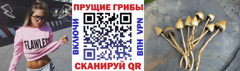 Купить где  Динская  Галлюциногенные грибы MAGIC MUSHROOMS 